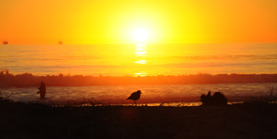 sunset bird silhouette