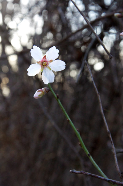white flower