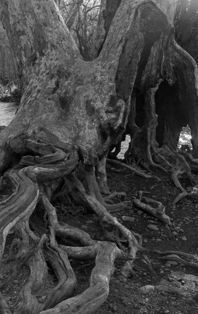 black and white tree