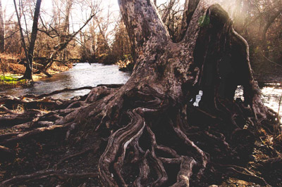tree by creek