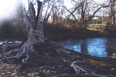 tree by creek