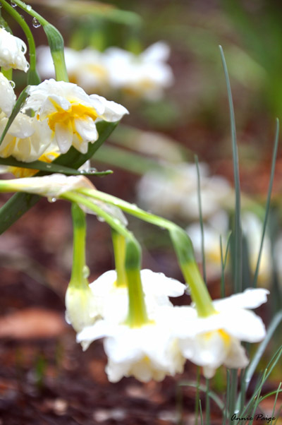 white and yellow flower