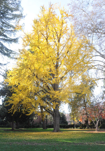 Yellow leaved tree